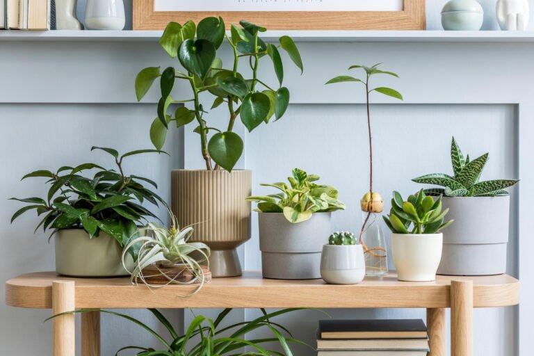 5 PLANTS THAT CAN ENHANCE YOUR HOME BEAUTY